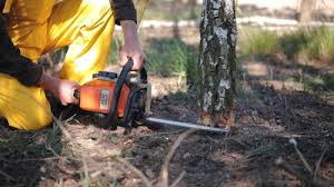 Best Stump Grinding and Removal  in Weaver, AL