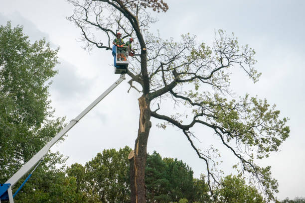 Best Arborist Consultation Services  in Weaver, AL