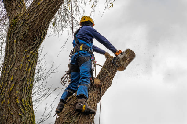 Best Tree Cabling and Bracing  in Weaver, AL