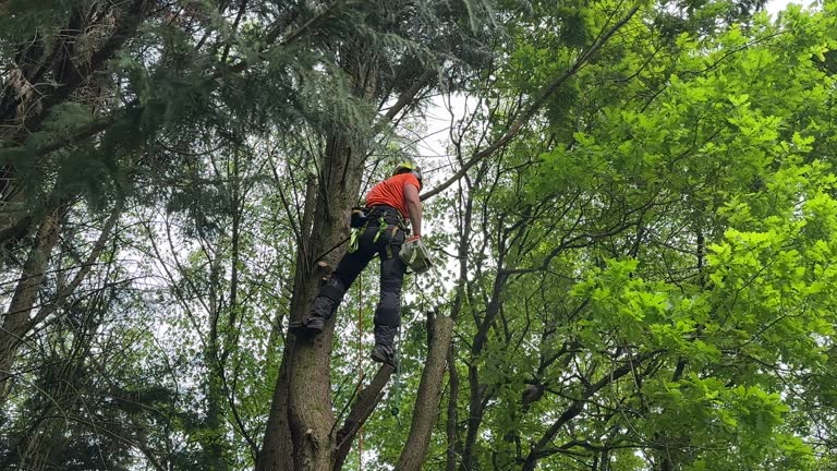 Weaver, AL Tree Removal Company